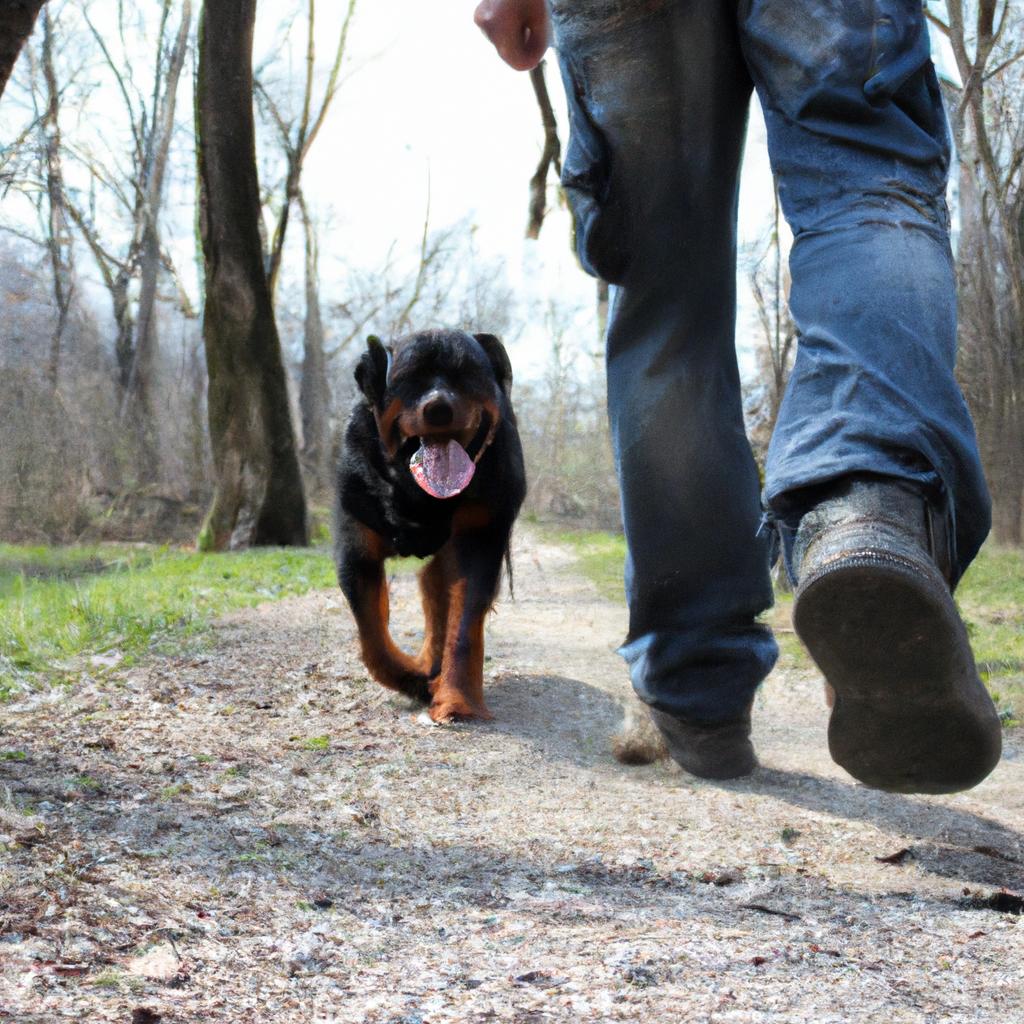 Person walking Rottweiler in park