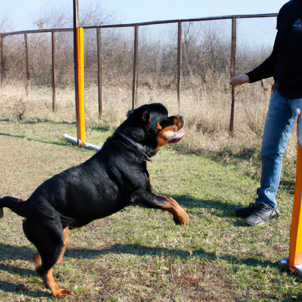 Person training Rottweiler for agility