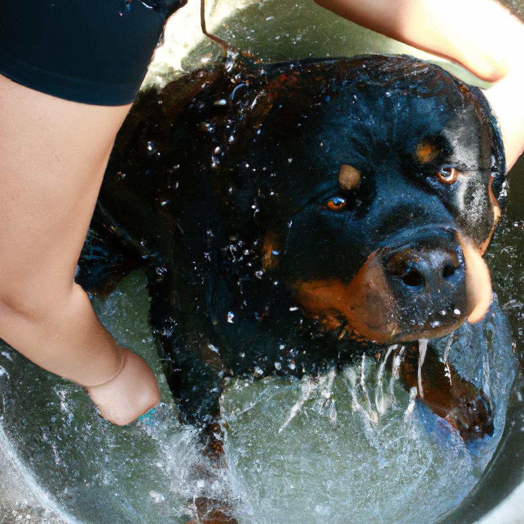 Person bathing a Rottweiler dog