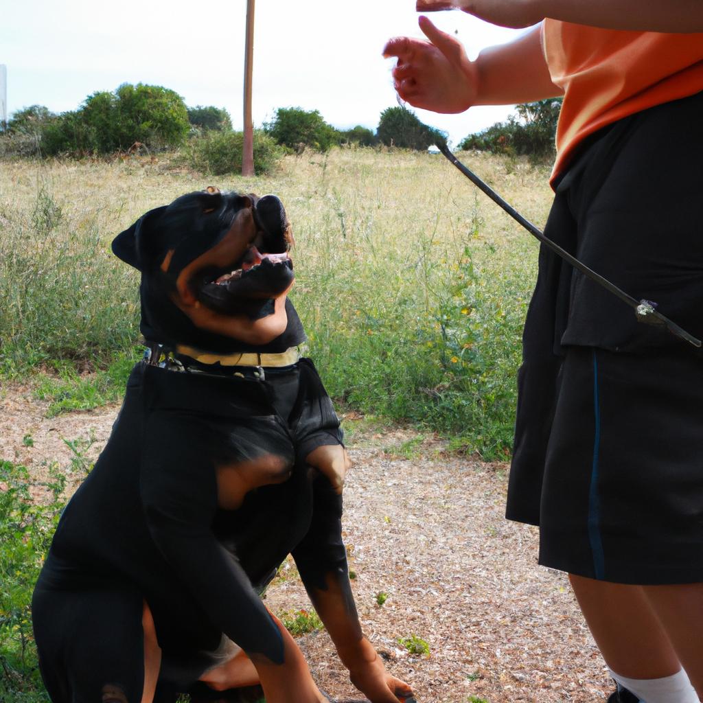 Person training Rottweiler with guidance