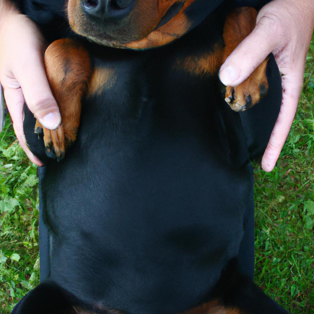 Person holding a Rottweiler's stomach