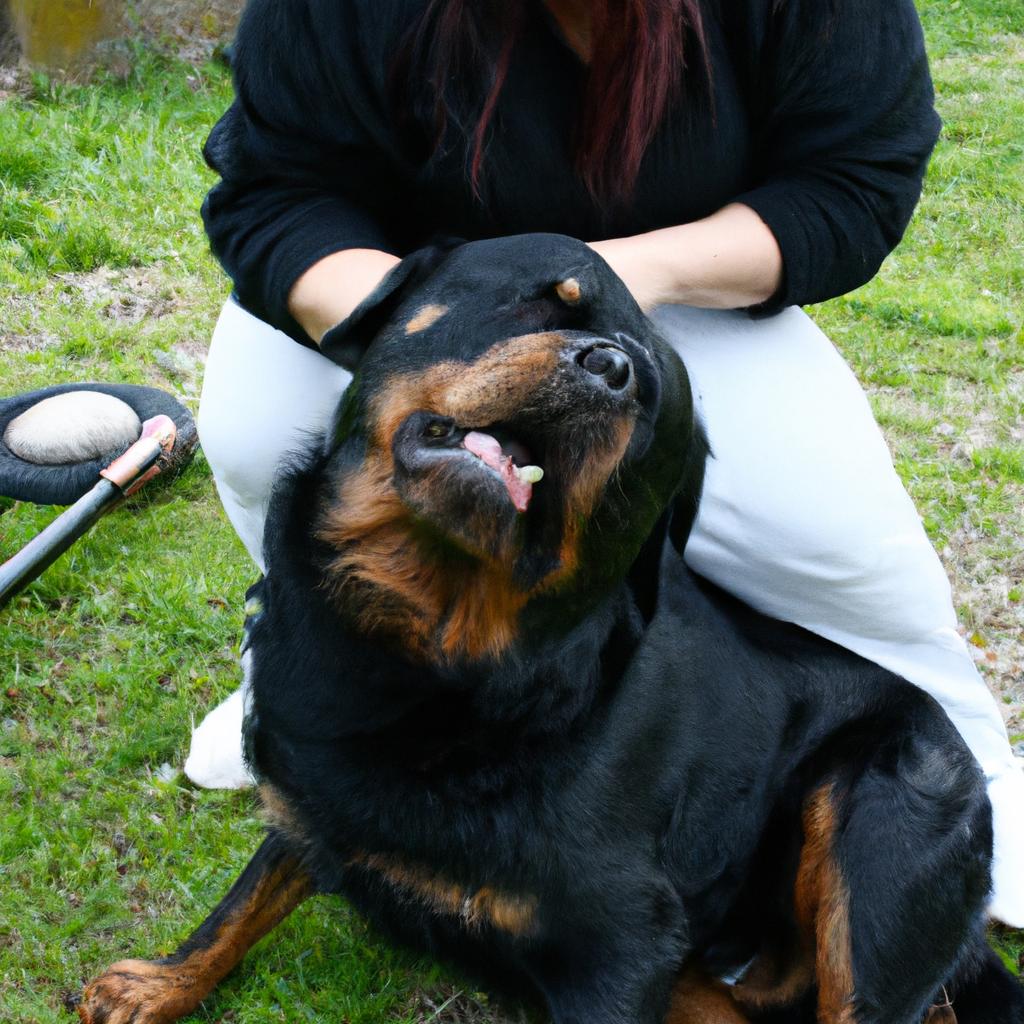 Person grooming a Rottweiler dog