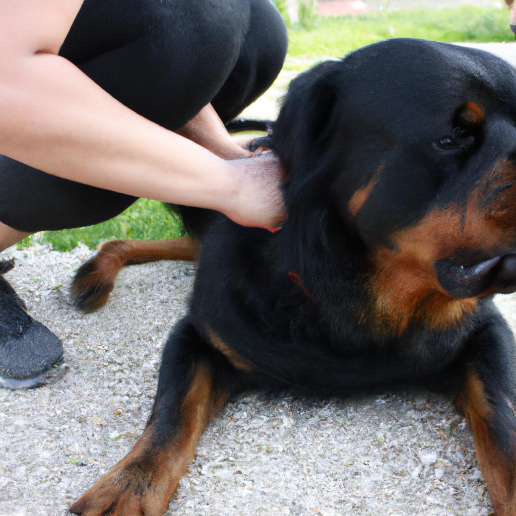 Person grooming Rottweiler dog calmly