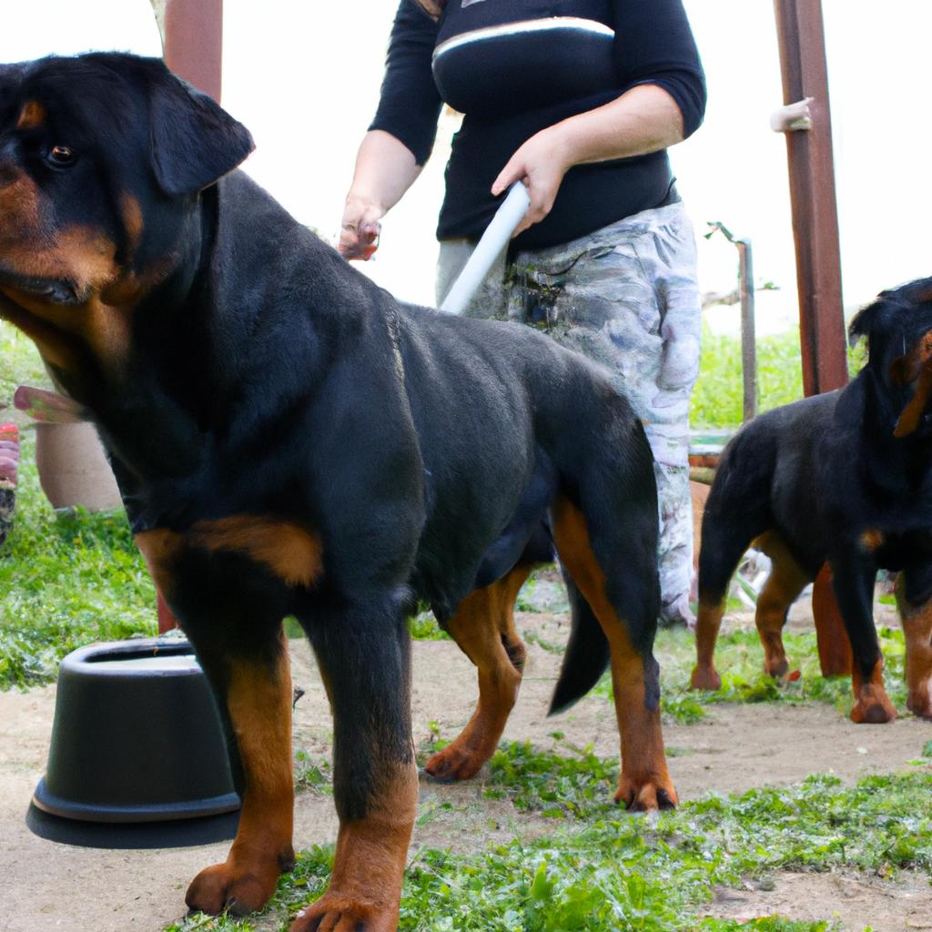 Person grooming Rottweiler dogs professionally