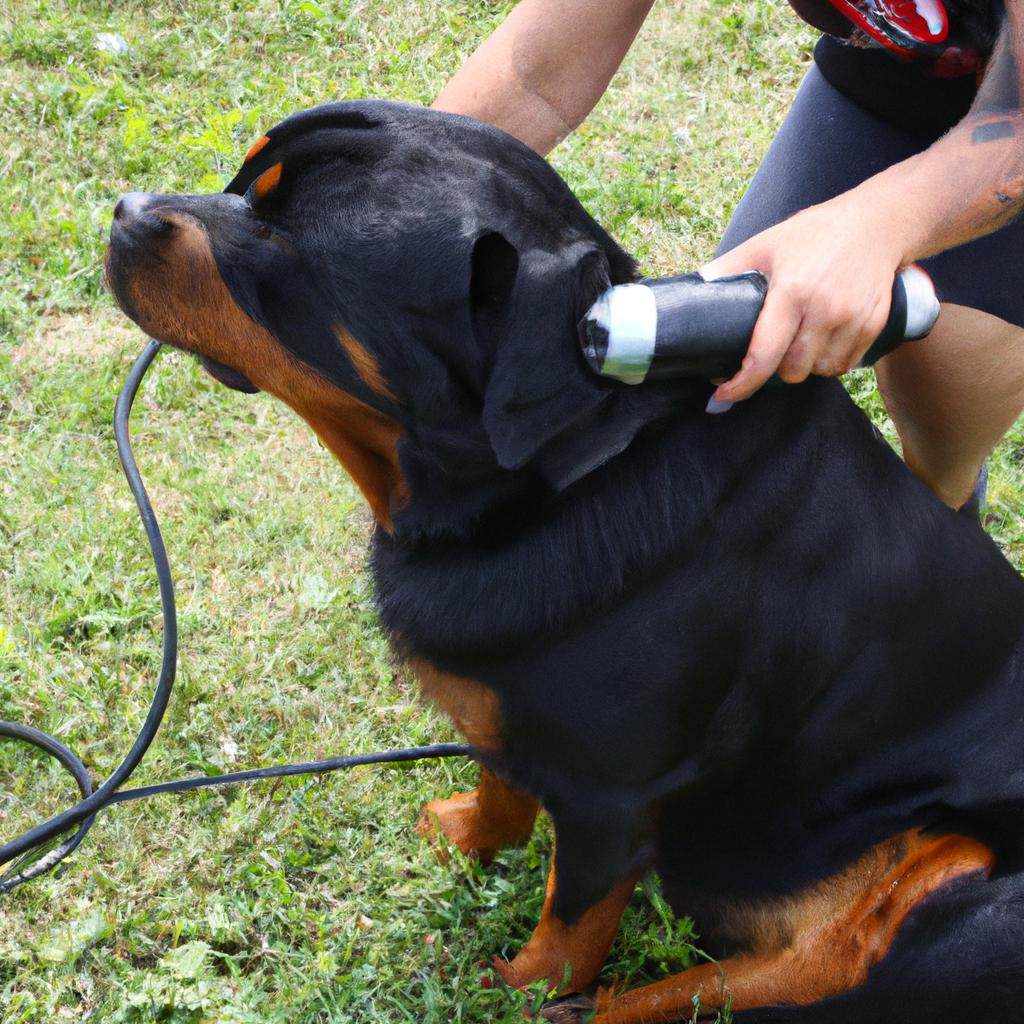 Person grooming Rottweiler dog
