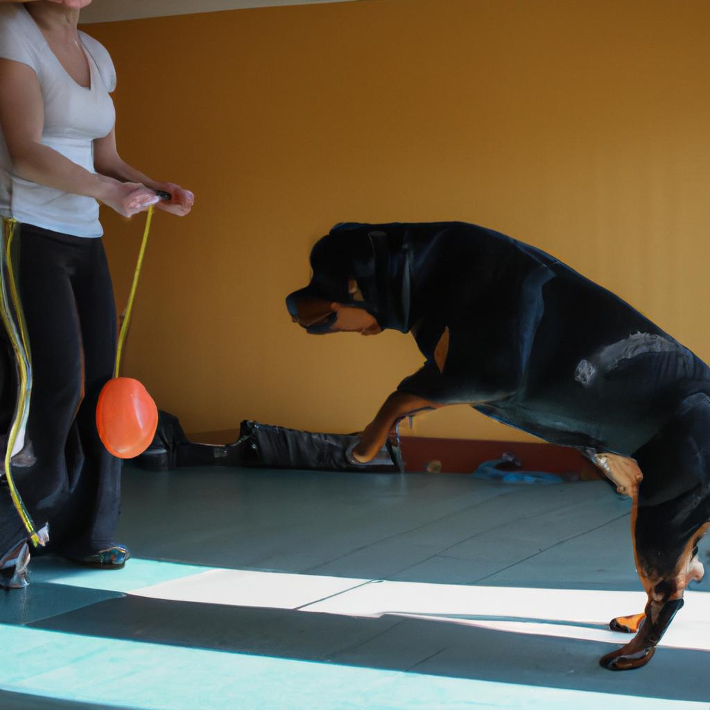 Person exercising with Rottweiler indoors