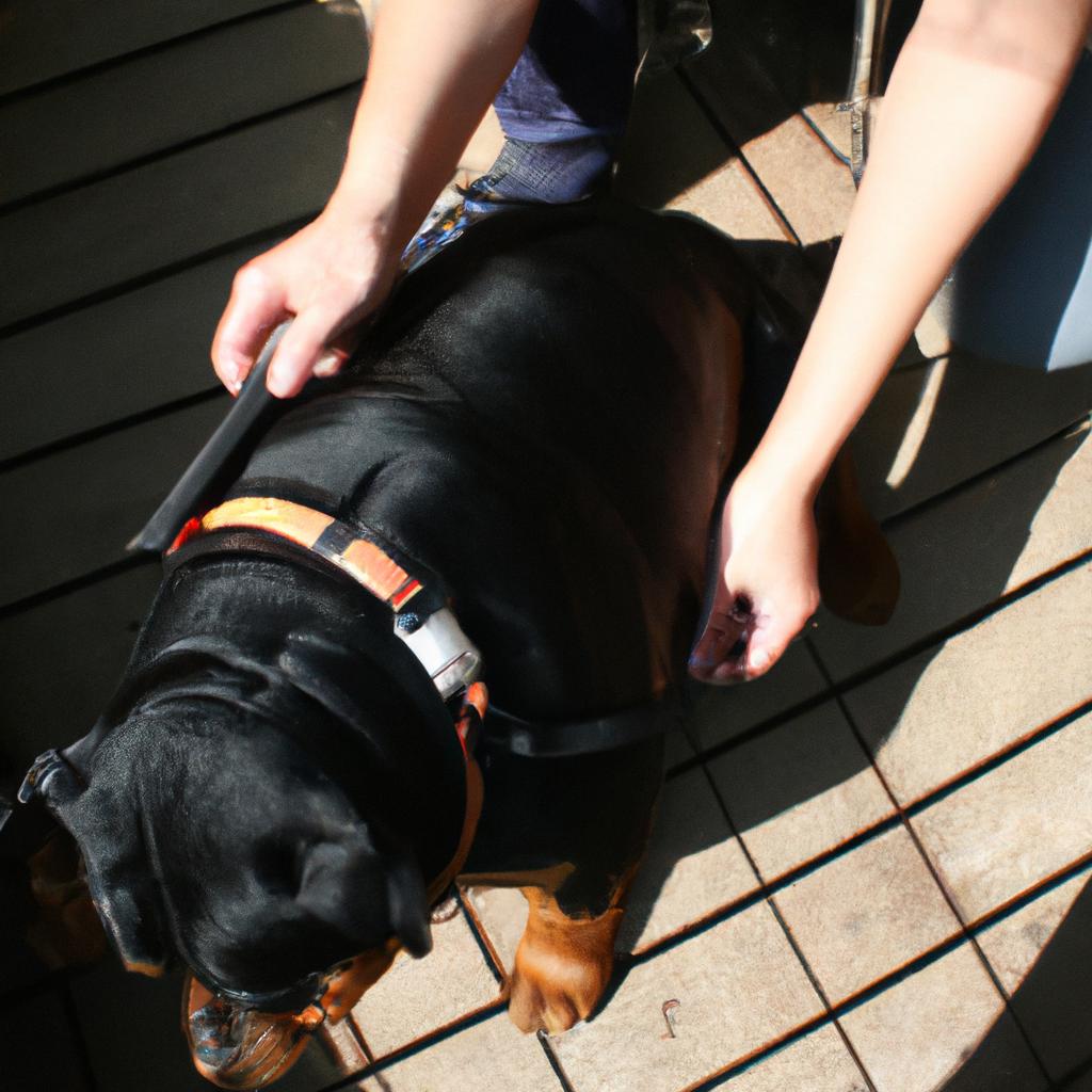 Person measuring Rottweiler's body fat