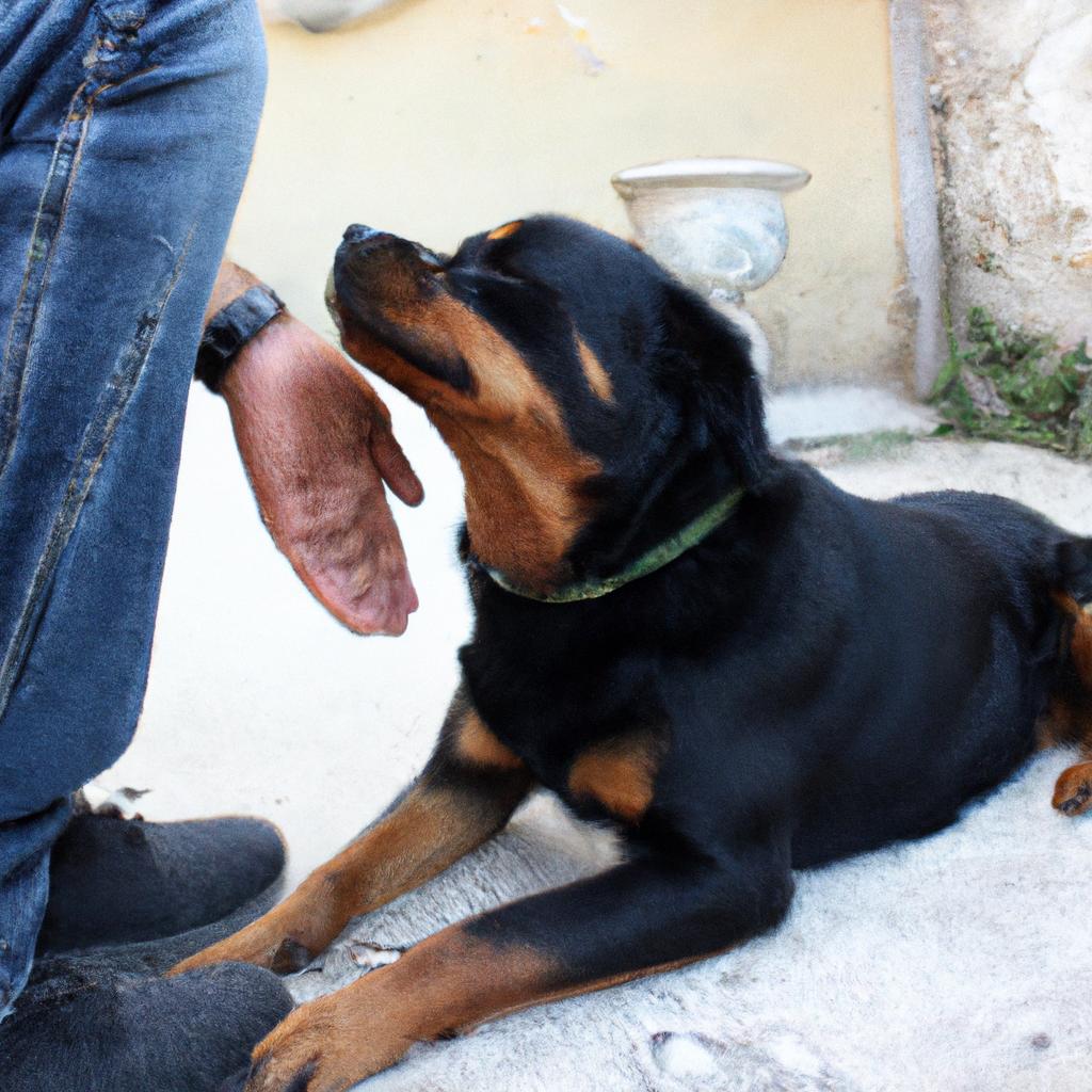 Person interacting with Rottweiler peacefully