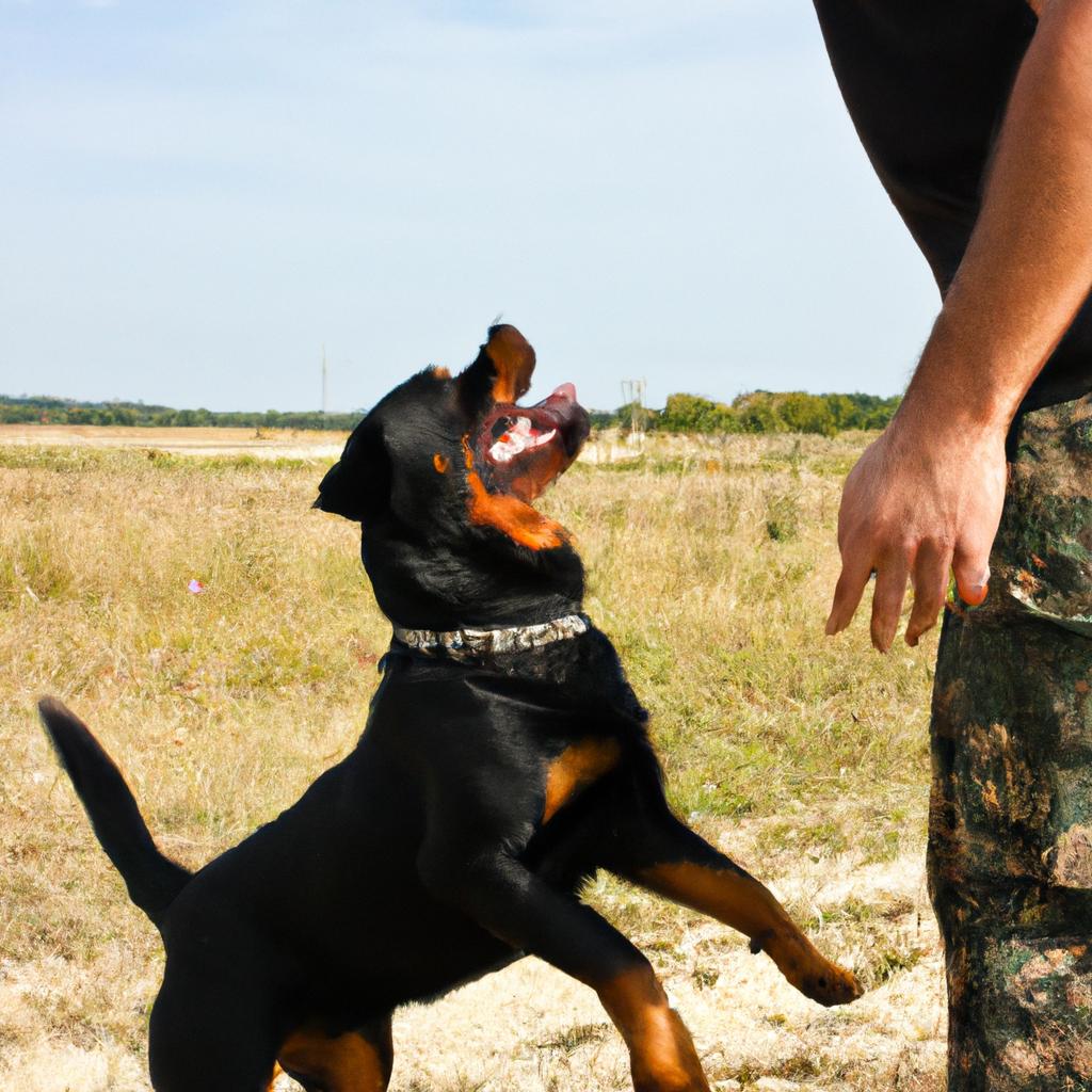 Person training Rottweiler with commands