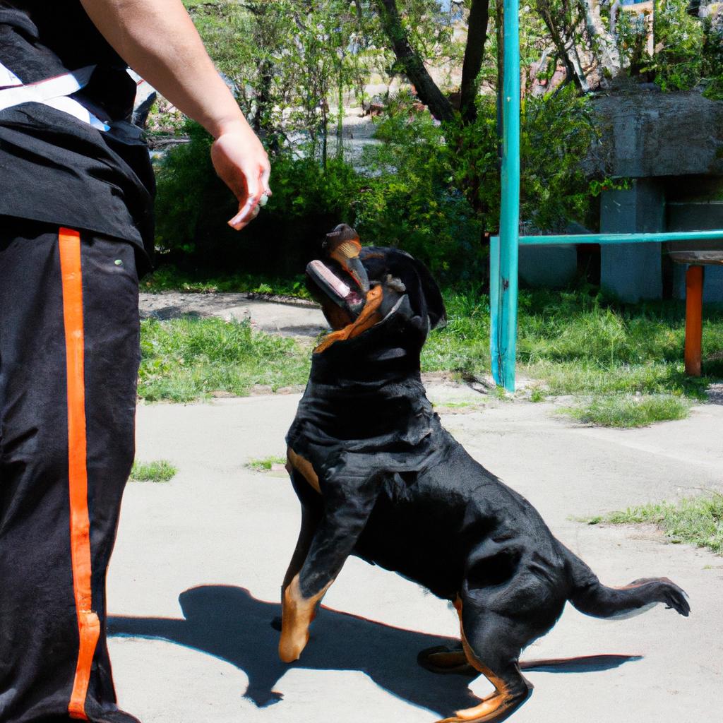 Person training Rottweiler, demonstrating techniques